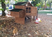 Des poules à lehpad (Fondation Oeuvre de la Croix Saint-Simon)